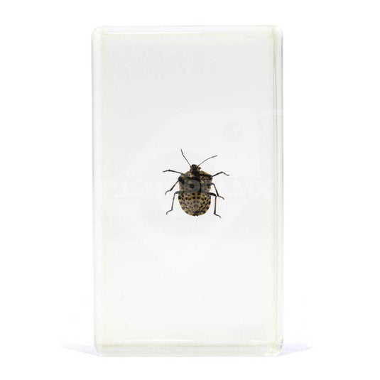 Bichos, Edición #49