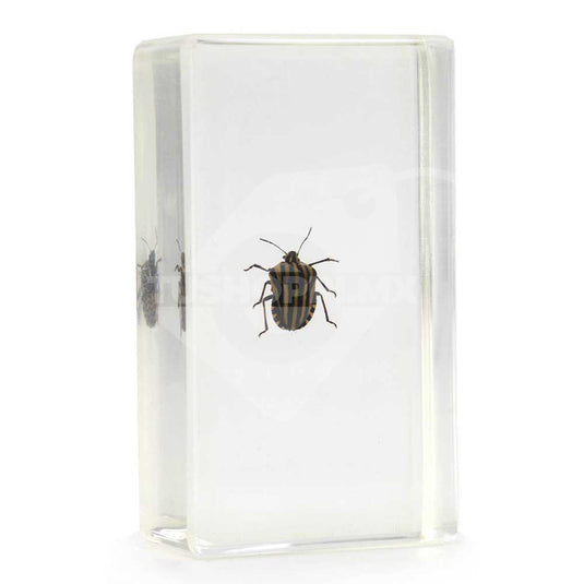 Bichos, Edición #49