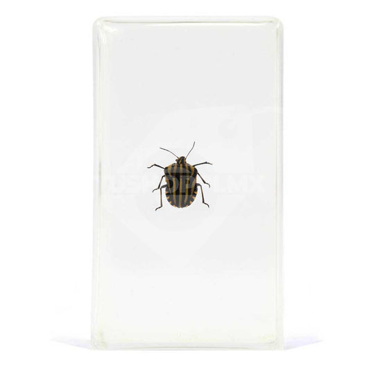 Bichos, Edición #49