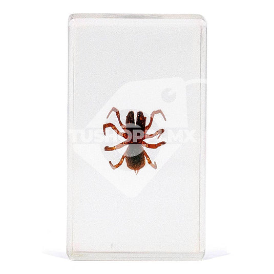 Bichos, Edición #53