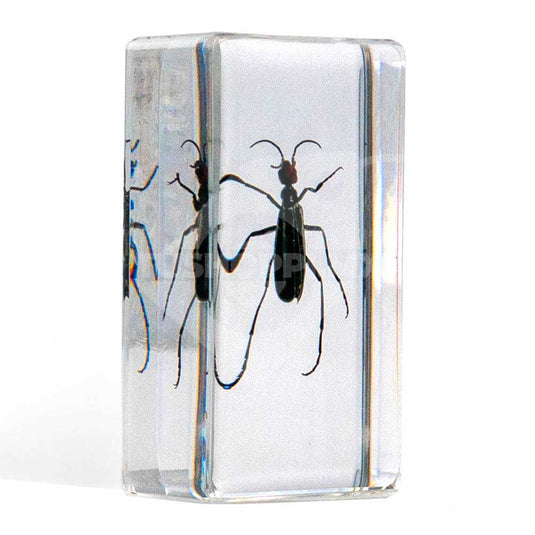 Bichos, Edición #43