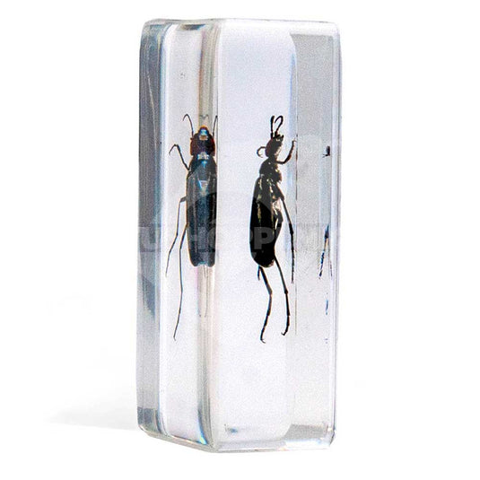 Bichos, Edición #43