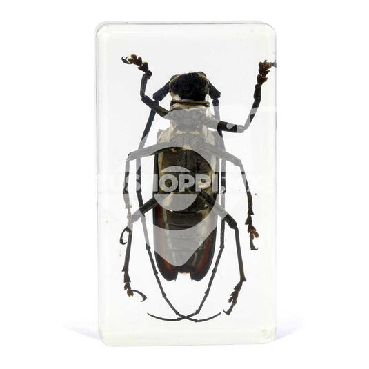 Bichos, Edición #51