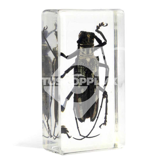 Bichos, Edición #51