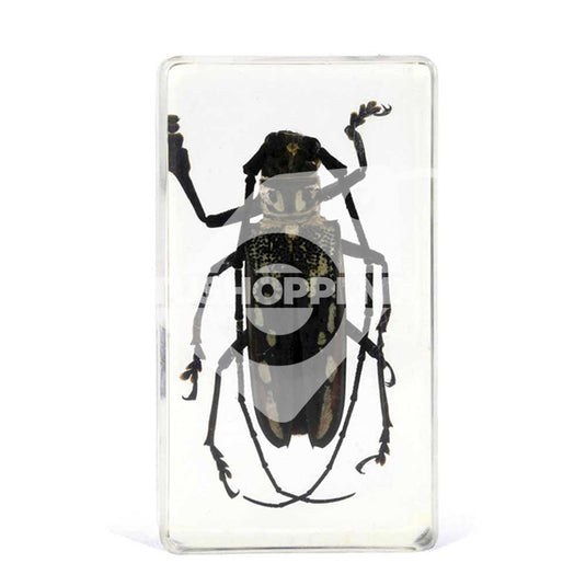 Bichos, Edición #51