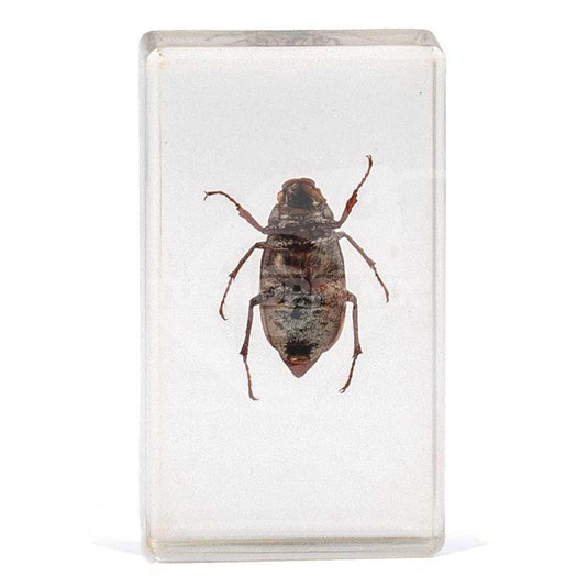 Bichos, Edición #47