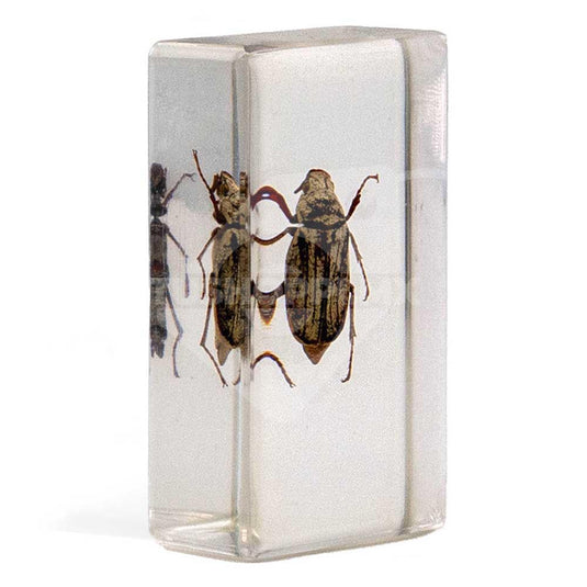 Bichos, Edición #47