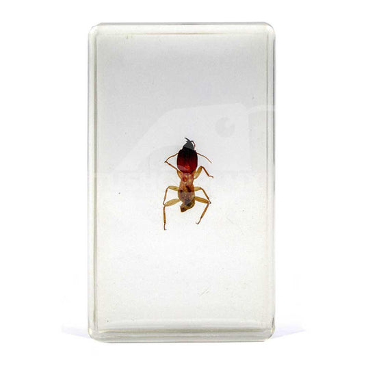 Bichos, Edición #46