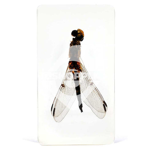 Bichos, Edición #54