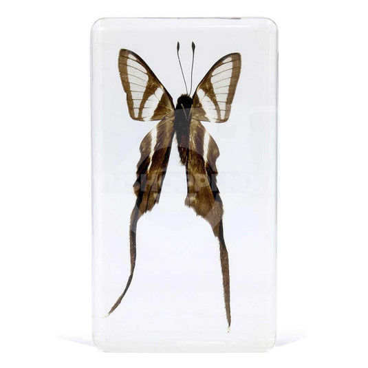 Bichos, Edición #48