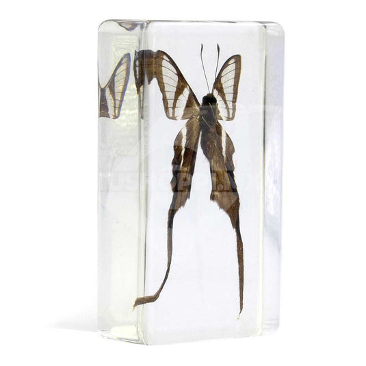 Bichos, Edición #48