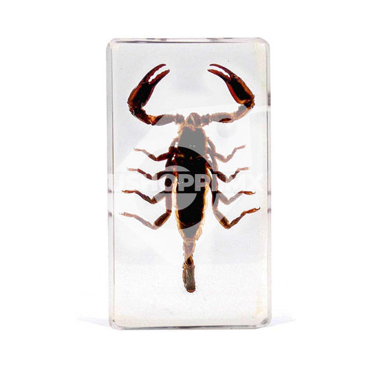 Bichos, Edición #57