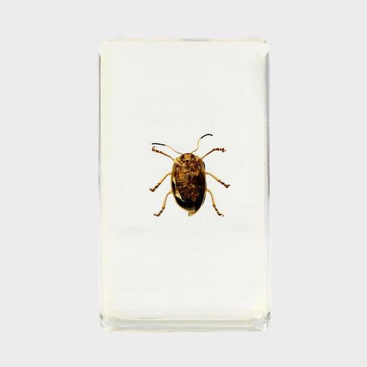 Bichos, Edición #64