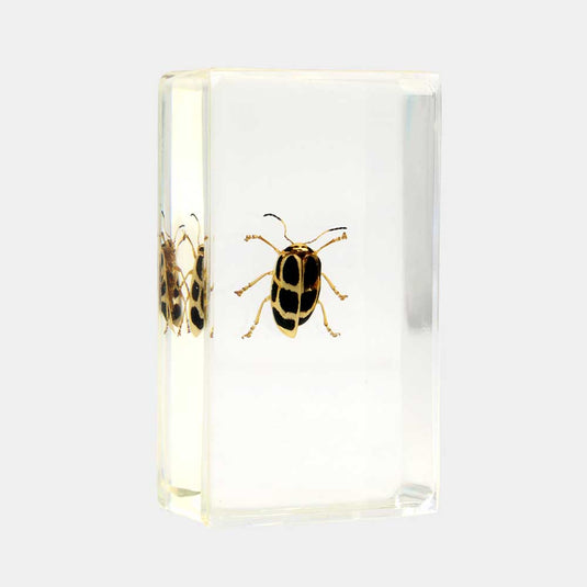 Bichos, Edición #64