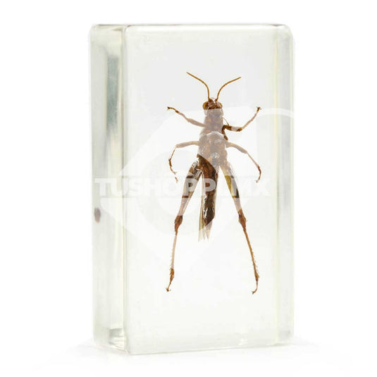 Bichos, Edición #55