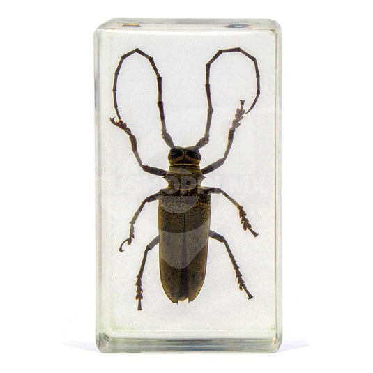 Bichos, Edición #41