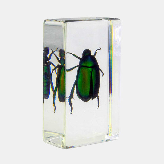 Bichos, Edición #68