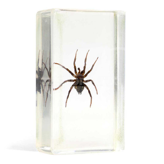 Bichos, Edición #39