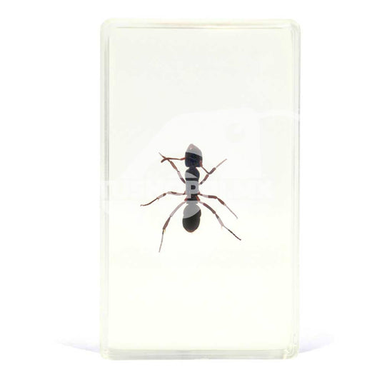 Bichos, Edición #56