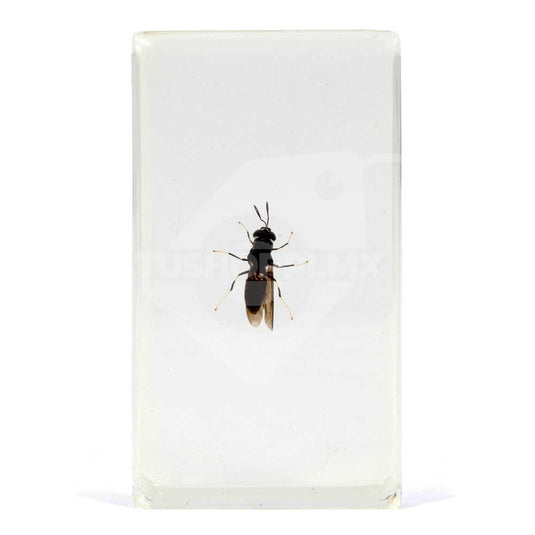 Bichos, Edición #42