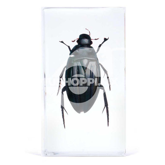 Bichos, Edición #52