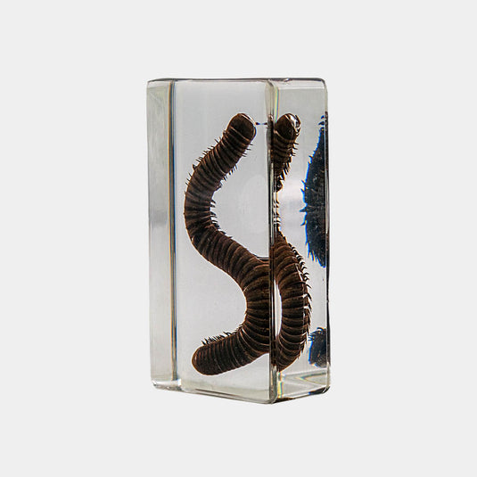 Bichos, Edición #80