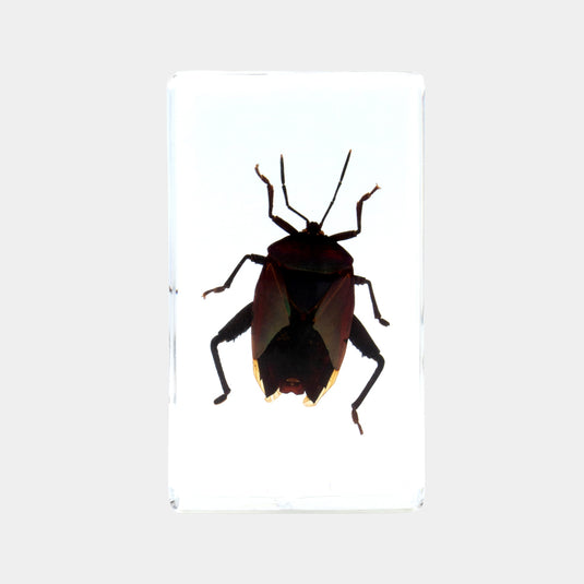 Bichos, Edición #79