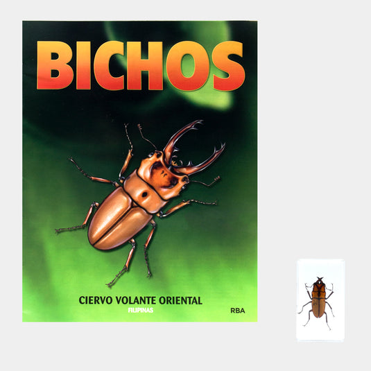Bichos, Edición #77