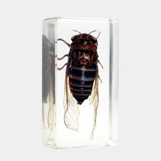 Bichos, Edición #69