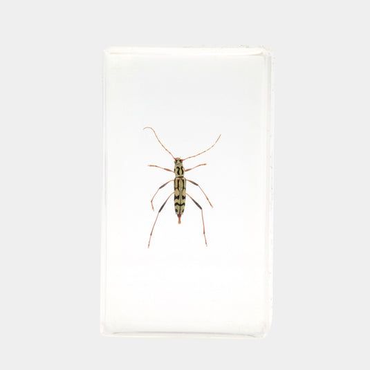 Bichos, Edición #75