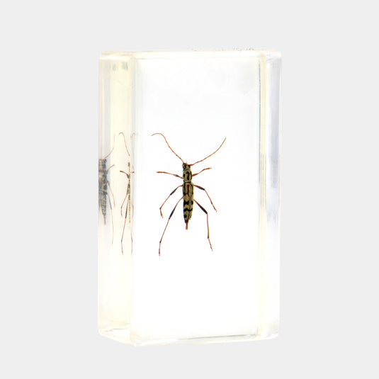 Bichos, Edición #75