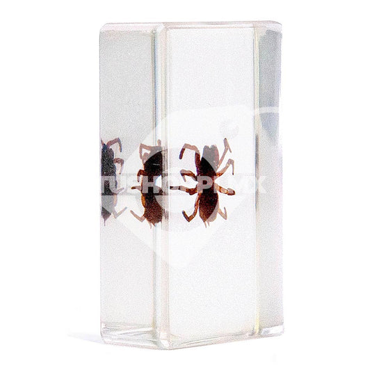 Bichos, Edición #53