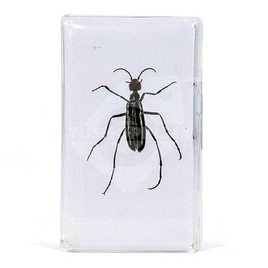 Bichos, Edición #43