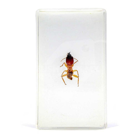 Bichos, Edición #46