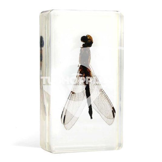 Bichos, Edición #54