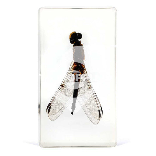 Bichos, Edición #54