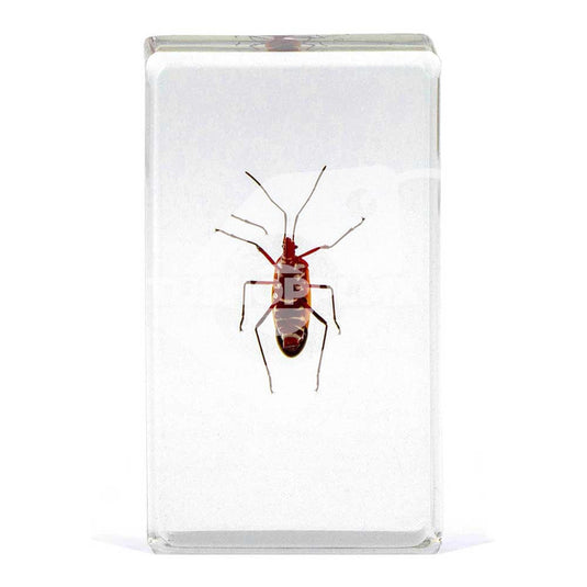 Bichos, Edición #50