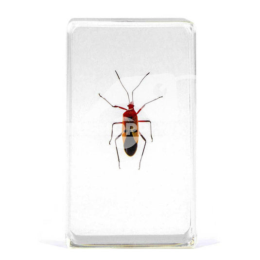 Bichos, Edición #50