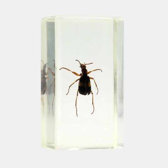 Bichos, Edición #58