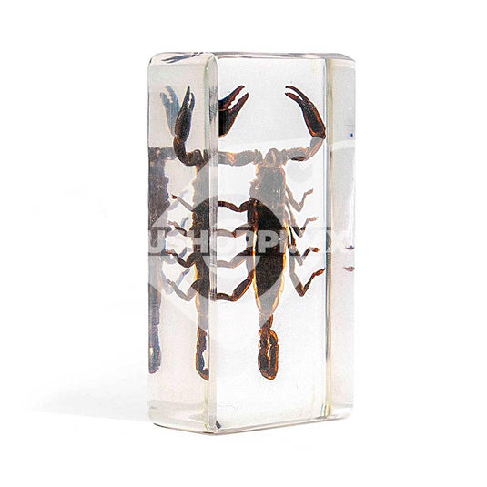 Bichos, Edición #57