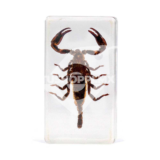 Bichos, Edición #57