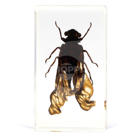 Bichos, Edición #36