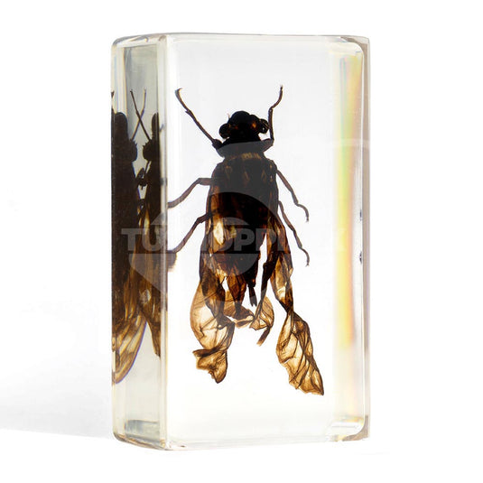 Bichos, Edición #36