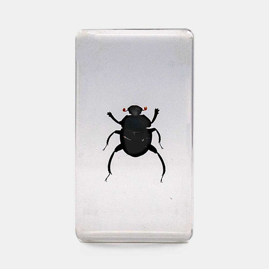 Bichos, Edición #67