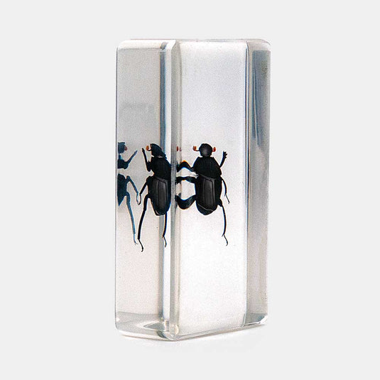 Bichos, Edición #67