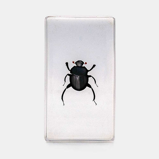 Bichos, Edición #67