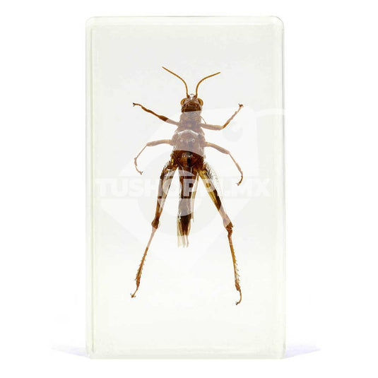 Bichos, Edición #55