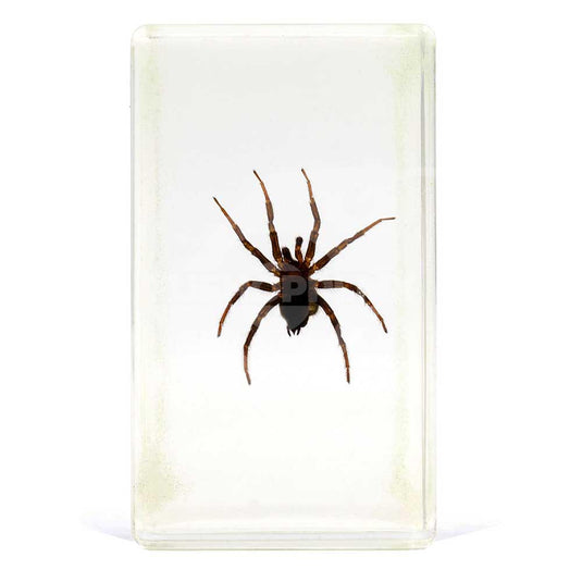 Bichos, Edición #39