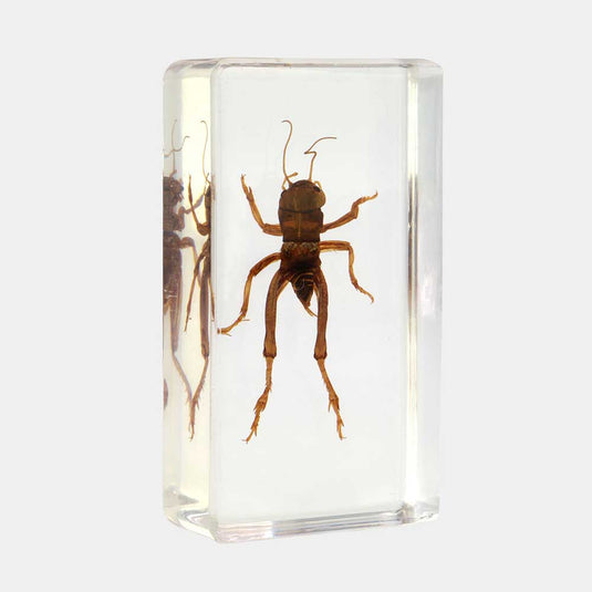 Bichos, Edición #65