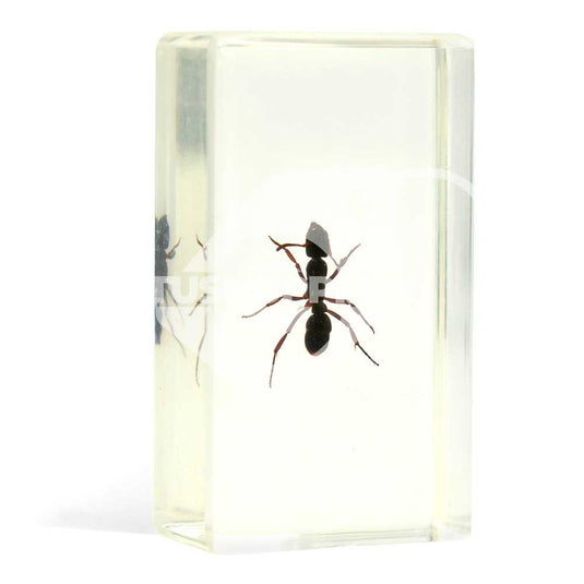 Bichos, Edición #56